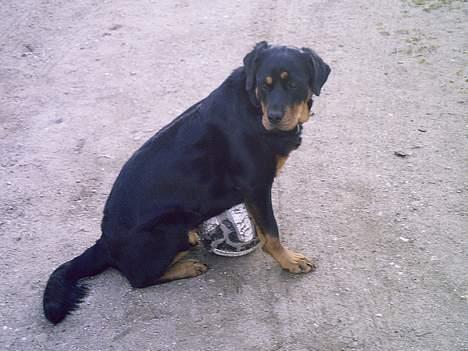 Blanding af racer Trine (Rip d. 24/5-2019) - en kat!!!! hvor??? billede 7