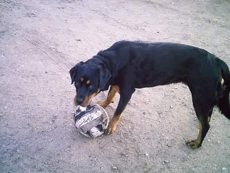 Blanding af racer Trine (Rip d. 24/5-2019) - du kan droppe det... du får ikke bolden billede 8