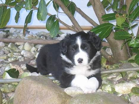 Border collie Ungerne 2007 - En af de små billede 1