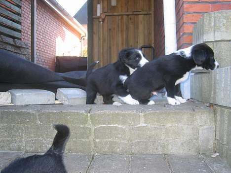 Border collie Ungerne 2007 billede 2