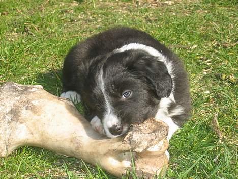 Border collie Ungerne 2007 billede 3