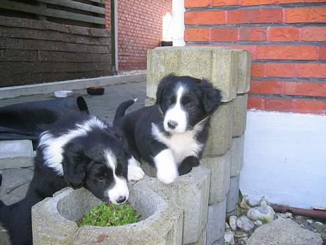 Border collie Ungerne 2007 billede 4