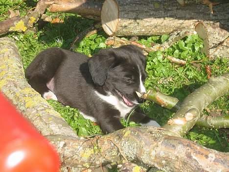 Border collie Ungerne 2007 billede 5