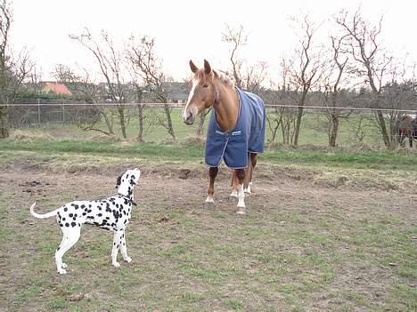 Dalmatiner Spotty Buddy V. Jasper  - Jasper er modig og skal lige se hvad det er for en mærkelig hund vi har hentet. billede 19