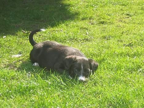Border collie Ungerne 2007 billede 6