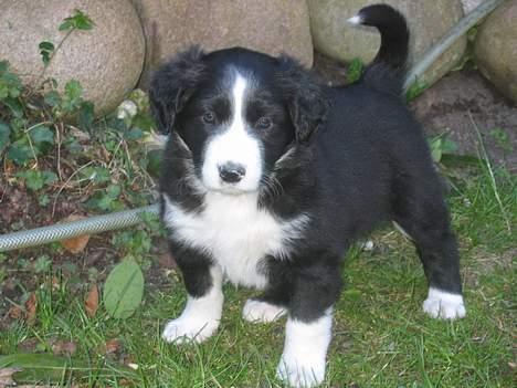 Border collie Ungerne 2007 billede 7