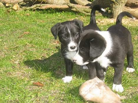 Border collie Ungerne 2007 billede 8