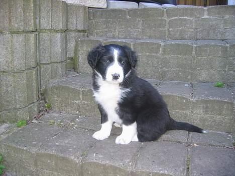 Border collie Ungerne 2007 billede 9