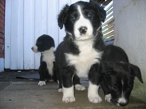 Border collie Ungerne 2007 billede 10