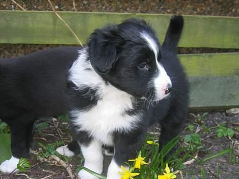 Border collie Ungerne 2007 billede 11