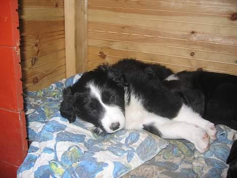 Border collie Ungerne 2007 billede 12