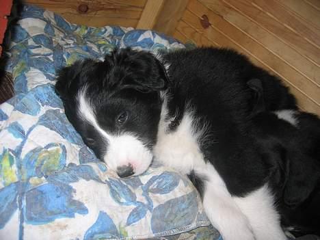 Border collie Ungerne 2007 billede 13