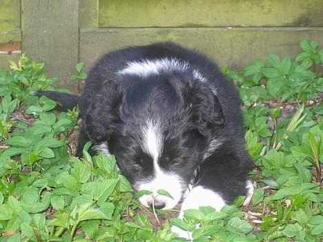 Border collie Ungerne 2007 billede 14