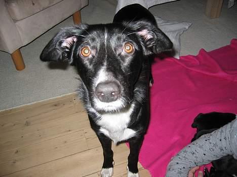 Border collie Ungerne 2007 - Det er så vores hund Tøsen som er mor til de små billede 15