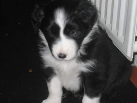 Border collie Ungerne 2007 billede 16