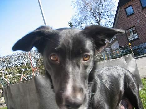 Border collie Ungerne 2007 - Tøsen billede 17