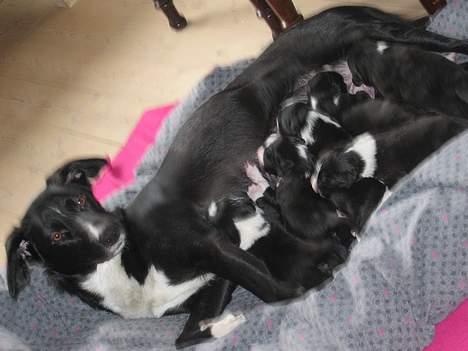 Border collie Ungerne 2007 billede 18