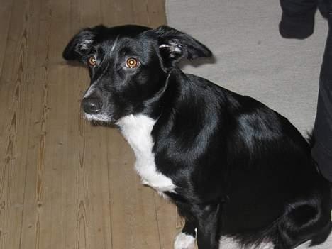 Border collie Ungerne 2007 - Tøsen billede 19