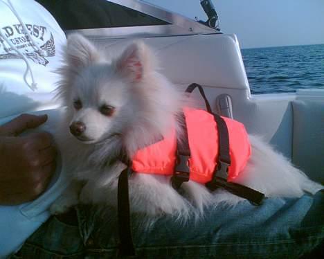 Blanding af racer Krumme billede 15