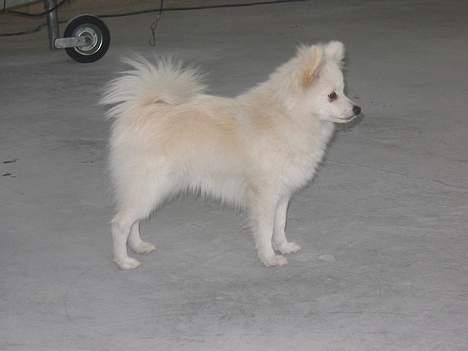 Blanding af racer Krumme - Krumme sat til med værkstedsstøv :) billede 16