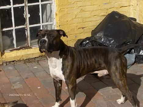 Amerikansk staffordshire terrier Jack (2004-2017)  billede 13