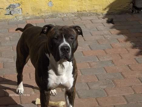 Amerikansk staffordshire terrier Jack (2004-2017)  billede 14