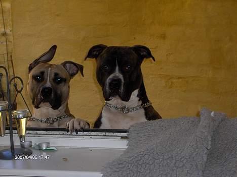 Amerikansk staffordshire terrier Eddie (2005-2018) - hvem sagde nysgerrig.. billede 16