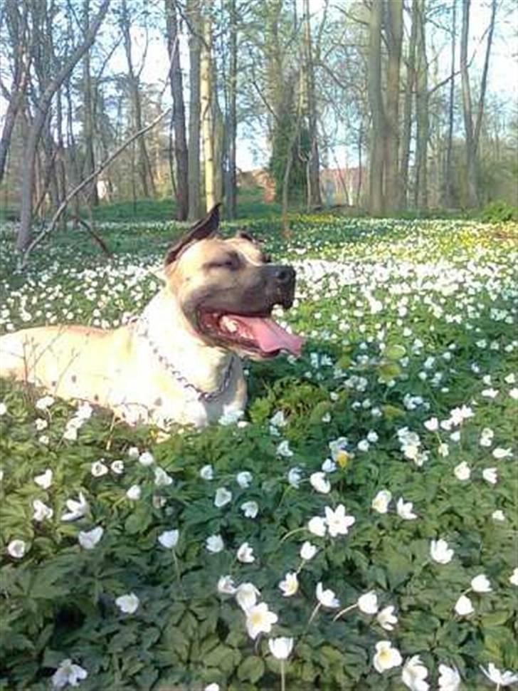 Amerikansk staffordshire terrier Eddie (2005-2018) - nyder vejret billede 17