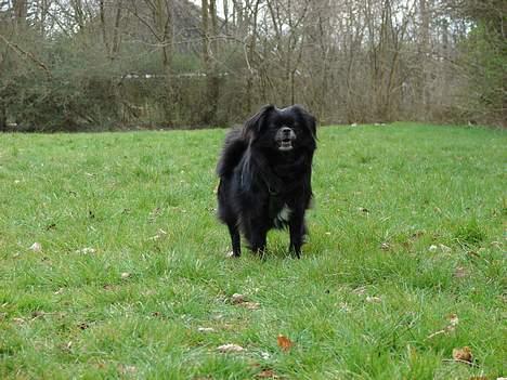 Blanding af racer Bella billede 10