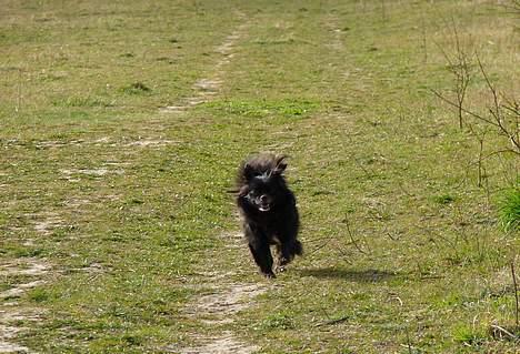 Blanding af racer Bella billede 11