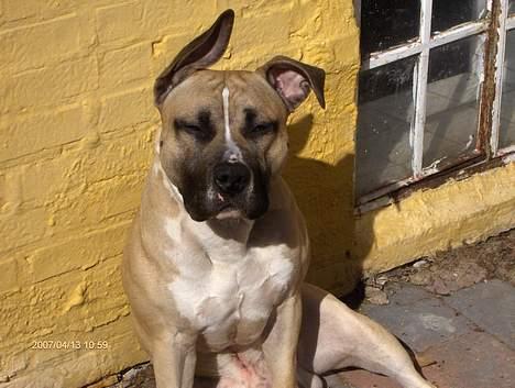Amerikansk staffordshire terrier Eddie (2005-2018) - sol slikker billede 18