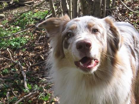 Australian shepherd Difloyds Ranchero billede 9