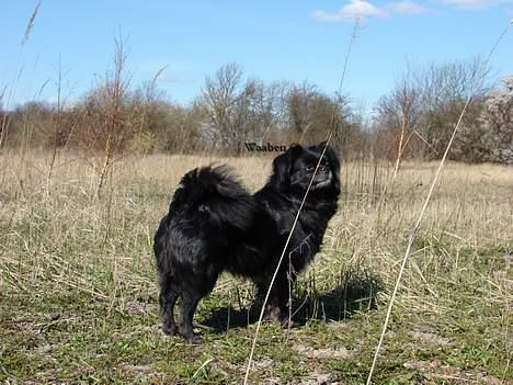 Blanding af racer Bella billede 12