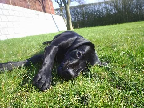 Labrador retriever Sofus (Formel 1) - Årh moar det kan du bare ikke mene? Se hvor sød jeg er? billede 2