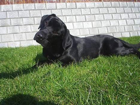 Labrador retriever Sofus (Formel 1) - What!? Hvis jeg bare spiller dum så synes hun jeg er så sød. billede 3