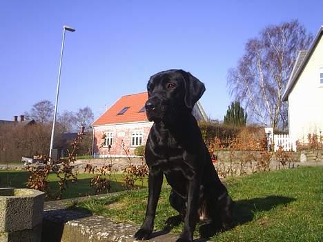 Labrador retriever Sofus (Formel 1) - Det er det jeg siger. Jeg ER En meget fotogen hund billede 4