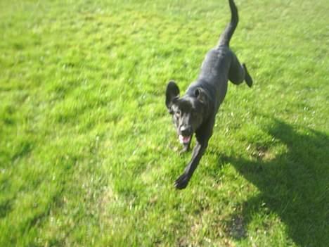 Labrador retriever Sofus (Formel 1) - Who said "jug ears"? billede 5