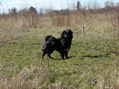 Blanding af racer Bella billede 13