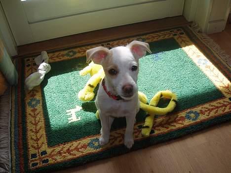 Dansk svensk gaardhund Maggie billede 6