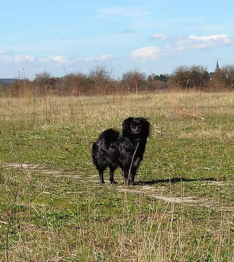 Blanding af racer Bella billede 14