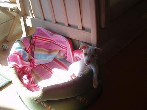 Dansk svensk gaardhund Maggie billede 7