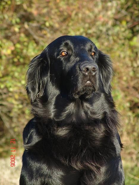 Flat coated retriever Tinke - Håhåh, den gudommelige. billede 10