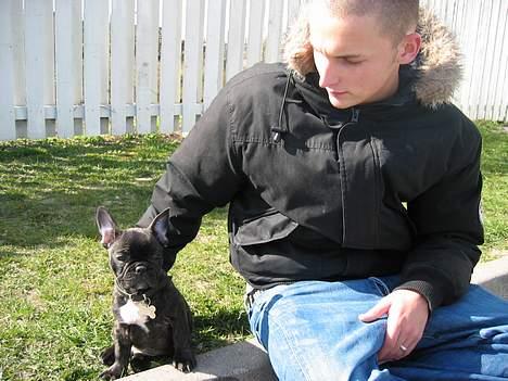 Fransk bulldog Gustav billede 7