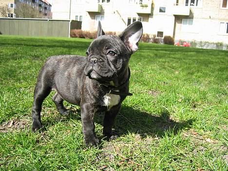 Fransk bulldog Gustav billede 8