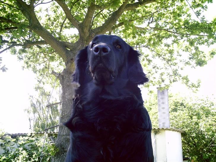 Flat coated retriever Tinke - Den smukke billede 11