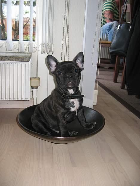 Fransk bulldog Gustav billede 9