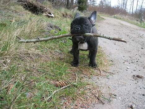 Fransk bulldog Gustav billede 10