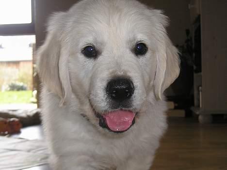 Golden retriever Louis - Hej her kommer jeg, jeg hedder Louis billede 1