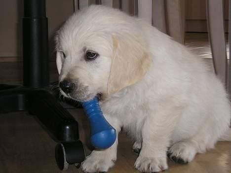 Golden retriever Louis - Det er nu en sjov ting, jeg har fået fat i her billede 2
