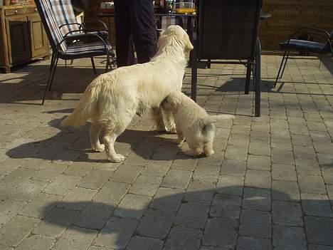 Golden retriever Louis - Her er jeg sammen med min rigtige mor, få dage før jeg rejser væk billede 3